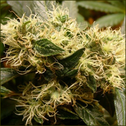 Spice marijuana strain