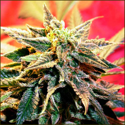 Stargazer marijuana strain