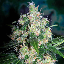 Strawberry Cough marijuana strain