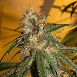 Sugar Babe marijuana strain