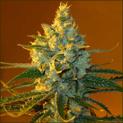 Read more about the article Super Lemon Haze