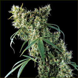 Read more about the article Super Silver Haze