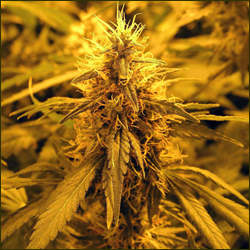 Read more about the article Super Skunk