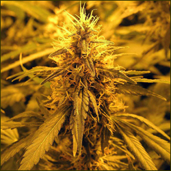 Super Skunk marijuana strain