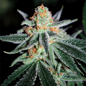 Superbomb marijuana strain