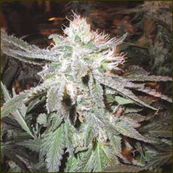 Swazi Safari marijuana strain