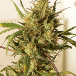 Swazi Skunk marijuana strain