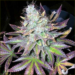 Sweet Purple marijuana strain