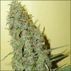 Swiss Cheese marijuana strain