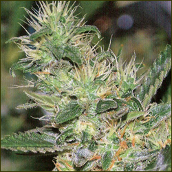 Tahoe Gold marijuana strain