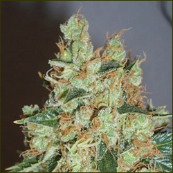 The Kali marijuana strain