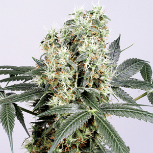 The Magician marijuana strain