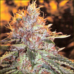 The OG #18 marijuana strain
