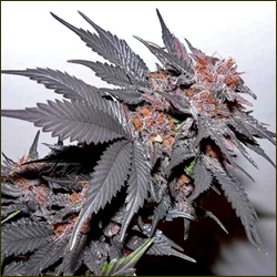 The Purps marijuana strain