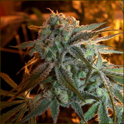 Trainwreck marijuana strain