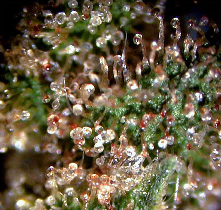 Marijuana trichomes