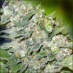 TropiCanna marijuana strain