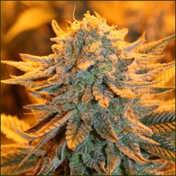 Read more about the article Ultra Skunk