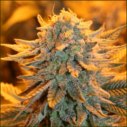 Ultra Skunk marijuana strain