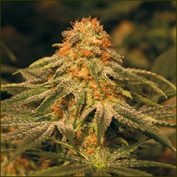 Read more about the article Vanilla Kush