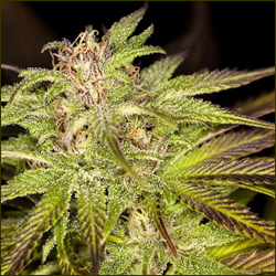 Veryberry marijuana strain