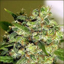 Warlock marijuana strain