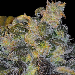 Whitaker Blues marijuana strain