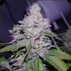 White Berry marijuana strain