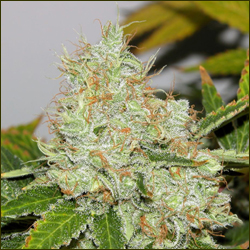 White Rhino marijuana strain