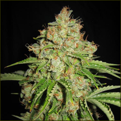 White Russian marijuana strain