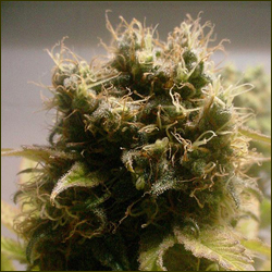 White Satin marijuana strain