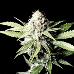 White Shark marijuana strain