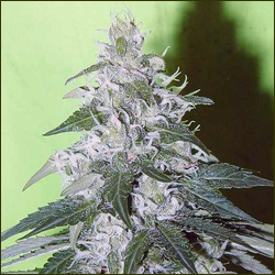 White Smurf marijuana strain