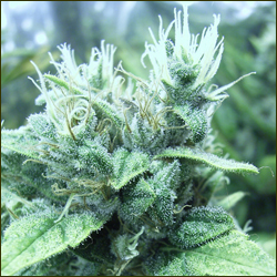 White Star marijuana strain