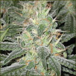 White Widow marijuana strain