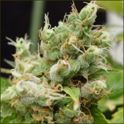 Yumboldt marijuana strain