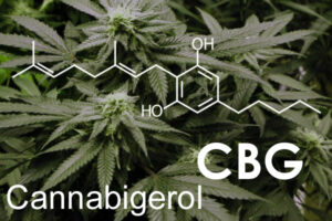 Read more about the article Cannabigerol (CBG): A Minor Cannabinoid With A Major Impact