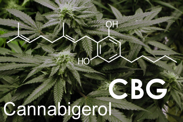 cannabigerol CBG