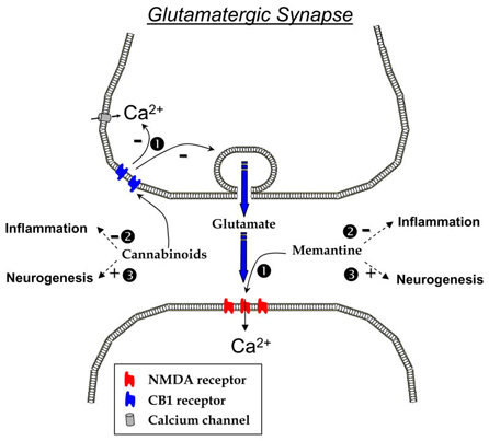 glutamatergic synapse