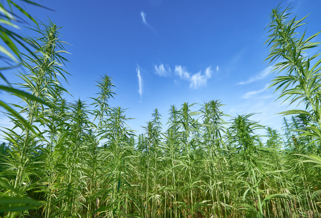 hemp marijuana field