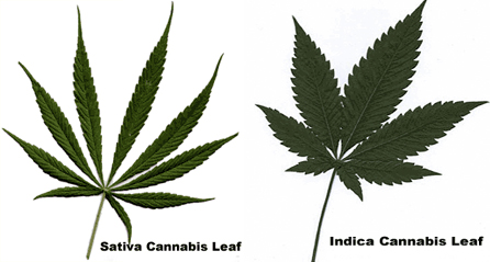 cannabis indica sativa leaves
