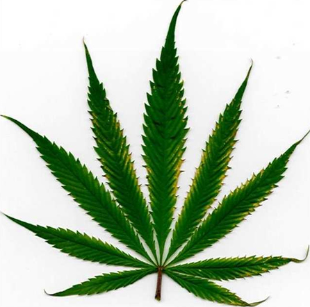 marijuana leaf heat stress