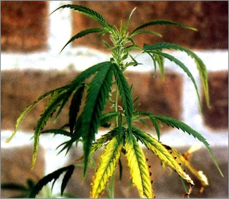 marijuana plant potassium deficiency