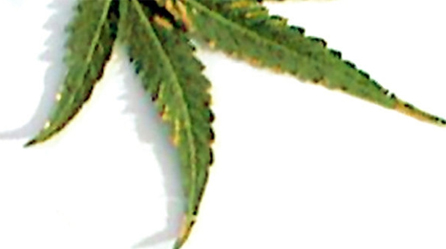 marijuana leaf nutrient burn