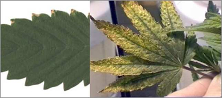 marijuana leaf fertilizer burn