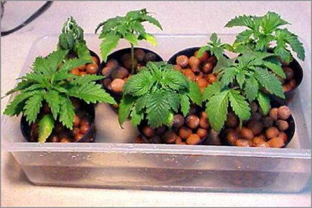 marijuana plants over watering