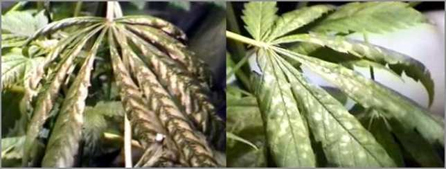 marijuana leaves ph fluctuation