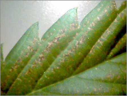 marijuana leaf ozone damage
