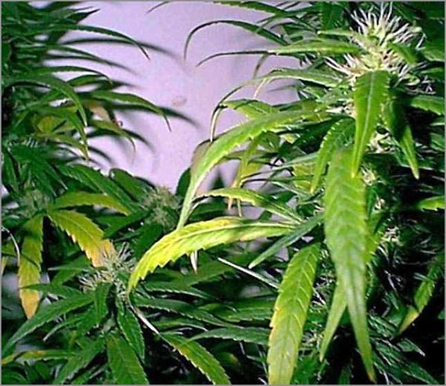 marijuana plant nitrogen deficiency