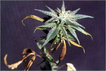 marijuana plant phosphorous deficiency